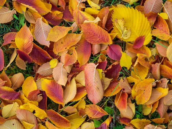 Fondo Colorido Brillante Hecho Hojas Otoño Caídas — Foto de Stock