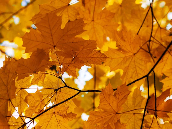 Kleurrijke Heldere Achtergrond Gemaakt Van Gevallen Herfstbladeren — Stockfoto