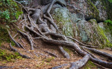 Dev yosun ve underwood ile kaplı yaşlı bir ağaç köklerinin açık doğal görüntü