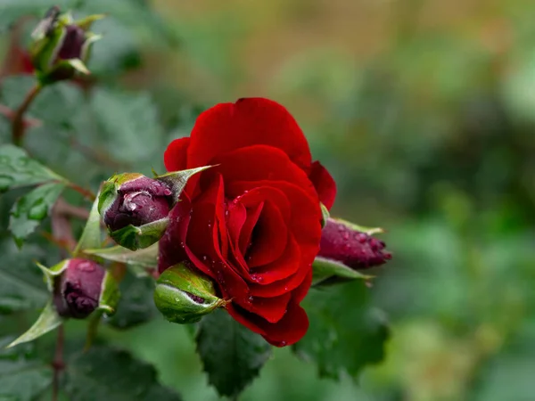 Όμορφο Ανθισμένο Κόκκινο Τριαντάφυλλο Ένα Θάμνο Στον Κήπο — Φωτογραφία Αρχείου