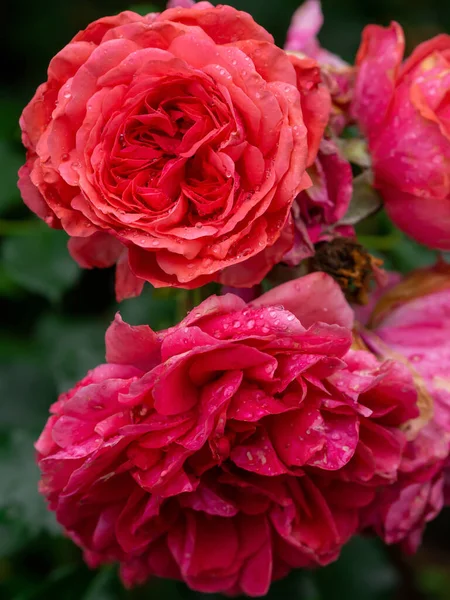 Όμορφο Ανθισμένο Κόκκινο Τριαντάφυλλο Ένα Θάμνο Στον Κήπο — Φωτογραφία Αρχείου