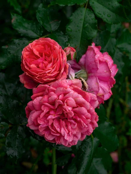 庭の茂みに美しく咲く赤いバラ — ストック写真