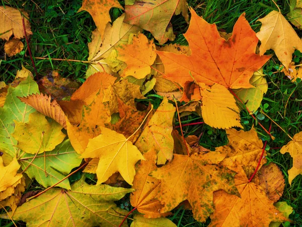 Fondo Colorido Brillante Hecho Hojas Otoño Caídas — Foto de Stock