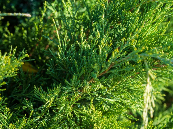 Zielone Pola Pokryte Kwitnącym Wrzosem Lato Dzika Przyroda — Zdjęcie stockowe