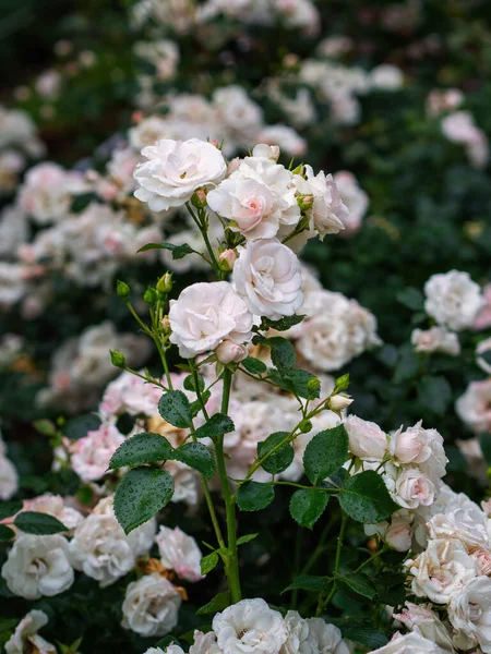 Mooie Verwelkte Witte Rozen Late Zomer — Stockfoto