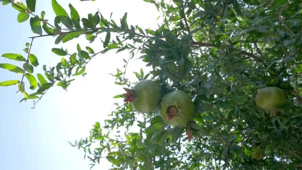 Granaatappelboom met groene groenten — Stockvideo