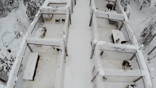 Köpek kafes içinde havadan görünümü kış gününde — Stok video