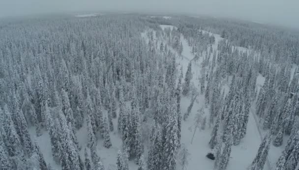 一望无际的冬季松林，鸟瞰图 — 图库视频影像