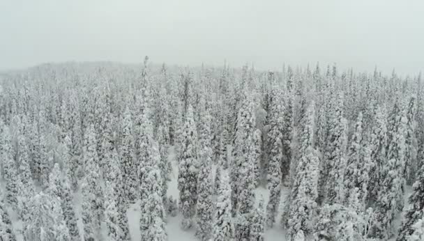 Téli táj hóval borított fenyőfákkal — Stock videók