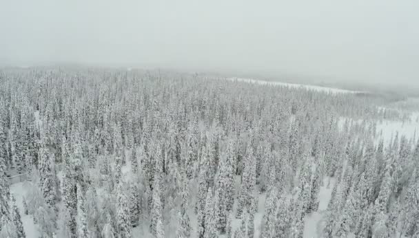 Winterwald mit frostigen Bäumen aus der Luft — Stockvideo