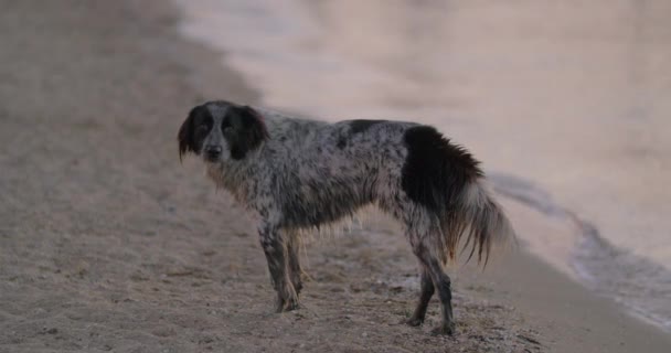 Herrelös hund vandrande vid havet — Stockvideo