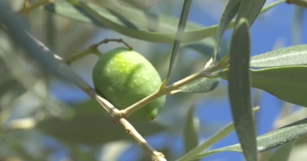 Mano recogiendo una aceituna verde del árbol — Vídeo de stock