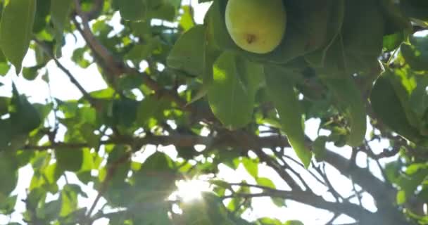 Mano recogiendo pera del árbol — Vídeos de Stock