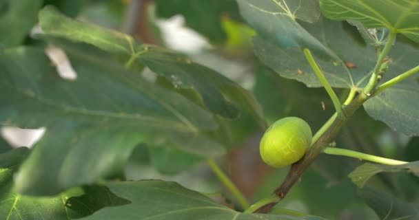 Figue verte qui pousse sur la branche — Video