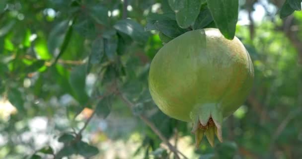 One Green Maturing Pomegranate — Stok Video