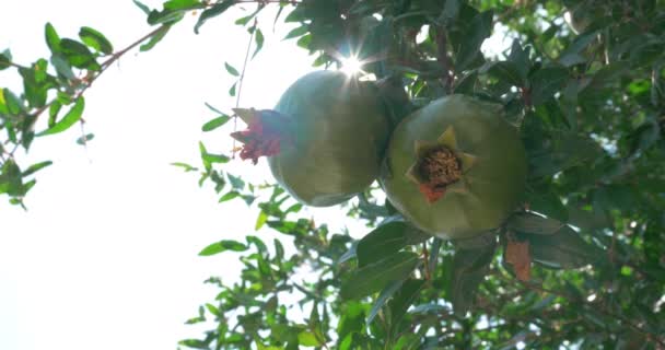 Zwei grüne Granatäpfel Nahaufnahme — Stockvideo