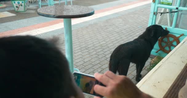 Uomo con cellulare che fotografa un cane randagio — Video Stock