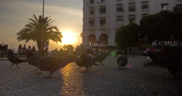 Flock of pigeons eating on city street at sunset — Stock Video