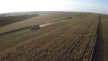 Büyük cornfields çalışma makine üzerinde uçan