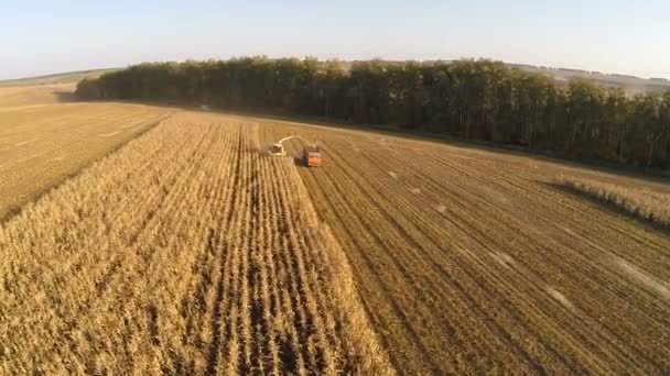 Aerial view of agricultural vehicles gathering crops — Stock Video