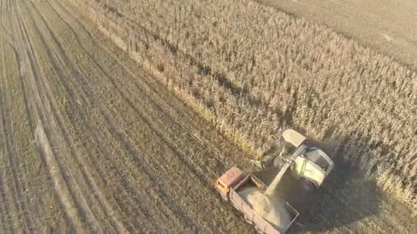 Sobrevolando la cosecha de maquinaria en el campo de maíz — Vídeo de stock