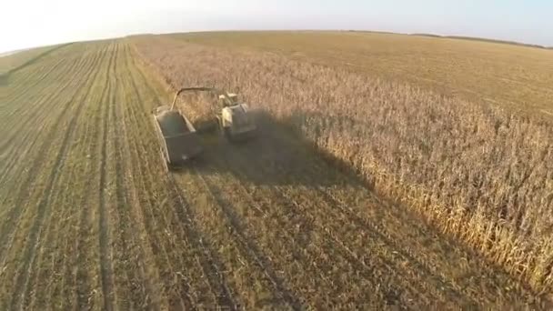 Raccolta delle colture su vasti terreni agricoli, vista aerea — Video Stock