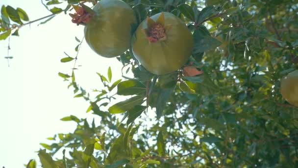 Dos granadas verdes a la luz del sol — Vídeo de stock