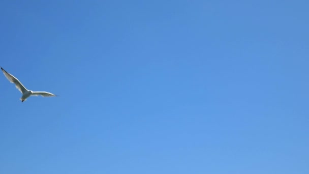 Белая чайка в голубом небе — стоковое видео