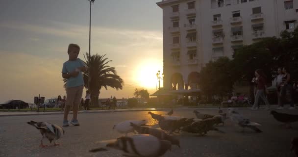 Kinder und Tauben auf der Straße bei Sonnenuntergang — Stockvideo