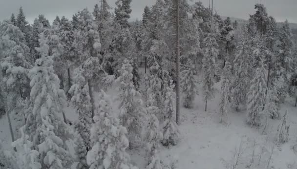 Survoler la forêt en hiver — Video