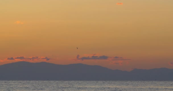 Cinemagraph - Sea Gull i kvällshimlen — Stockvideo