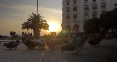 Şehir meydanında güneşli bir günde güvercinler tahıl gagalama, insanlar etrafında yürüyüş