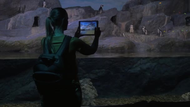 Femme avec pad tir pingouins dans l'océanarium — Video