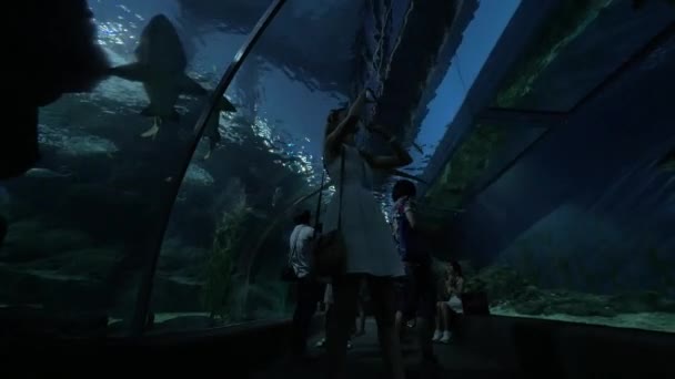În Siam Ocean World, oamenii stau la acvariu și urmăresc peștii mari, fotografiindu-i pe telefoanele mobile. — Videoclip de stoc