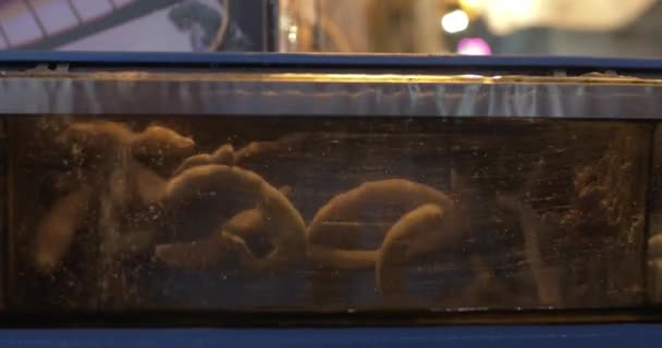 带勺虫的海洋食品水族馆 — 图库视频影像
