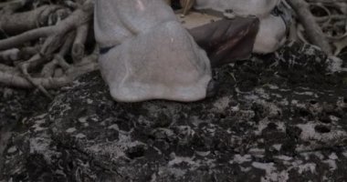Hanoi şehir içinde Ağaç kökleri, Vietnam bir porselen biblo duruyor.