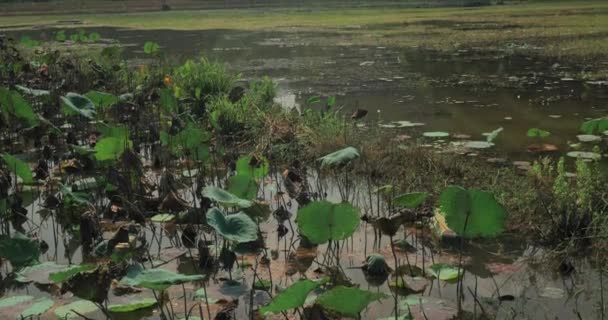 Blick auf den Sumpf mit Lilie und Gras und grünen Hügeln auf dem Hintergrund. Hanoi, Vietnam — Stockvideo