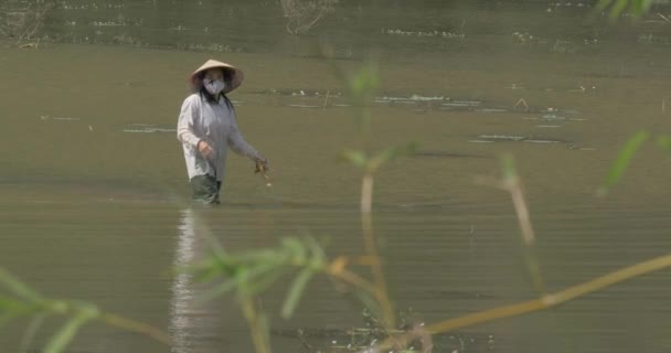 Vietnamese woman walking in water field, Hanoi — Stock Video