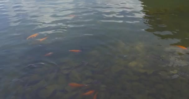 Karp i vatten och gröna Holmen, Vietnam — Stockvideo