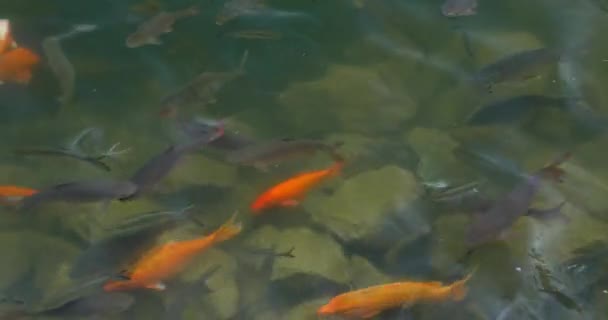 Carpa e peixe dourado na lagoa — Vídeo de Stock