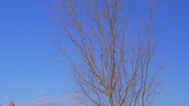 Der nackte Baum weht im Wind — Stockvideo