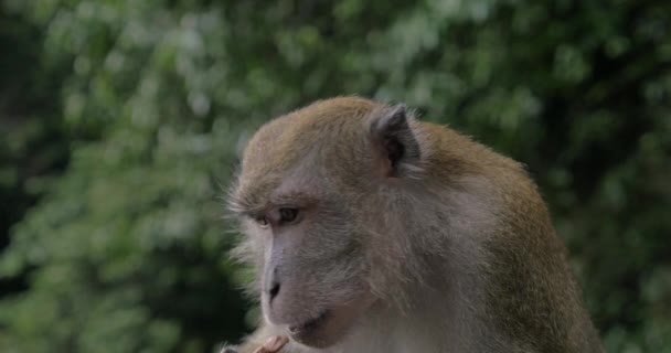 Närbild bild av makak på Batu Caves på suddig grön bakgrund. Gombak, Selangor, Malaysia — Stockvideo