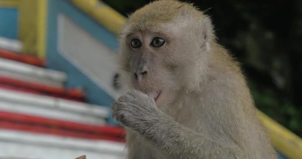 At Batu Caves, Malaysia seen close-up monkey — Stock Video