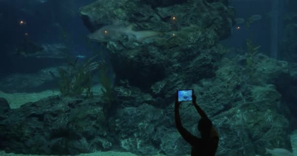 Woman taking picture of swimming shark in aquarium. Siam Ocean World, Bangkok, Thailand — Stock Video