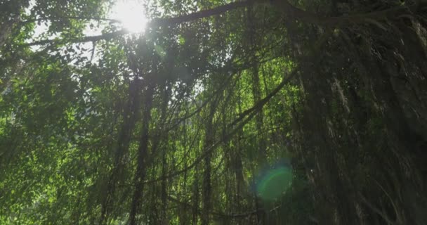 在越南棵榕树下小宝塔 — 图库视频影像