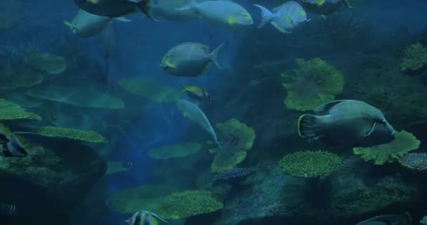 熱帯魚と水槽でサンゴのショットを閉じる。サイアム海の世界、バンコク、タイ — ストック動画