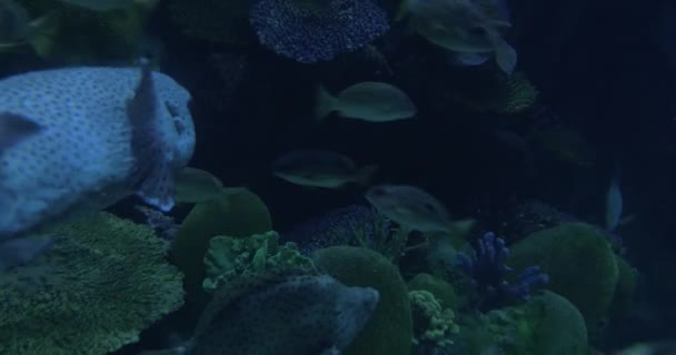 I Bangkok, Thailand på oceanarium av Siam Ocean World sett många flytande tropiska fiskar — Stockvideo