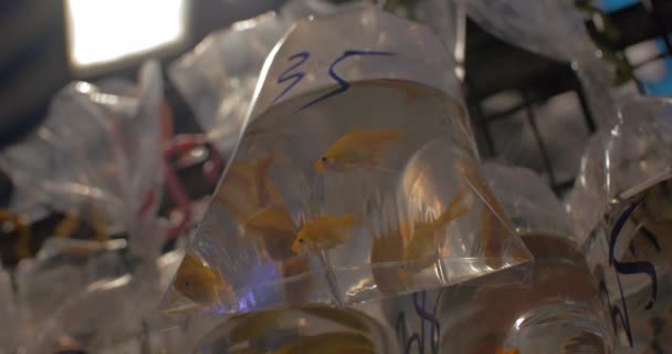 W przezroczystą torbę z wody są pływanie złota rybka — Wideo stockowe