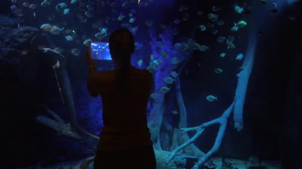 Mujer haciendo fotos de almohadillas durante la visita al oceanario — Vídeo de stock