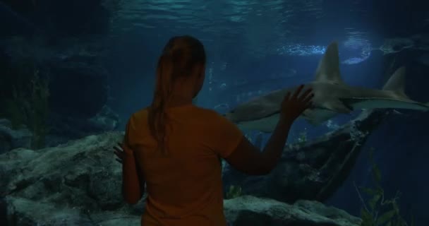 Aprender la vida marina en el oceanario — Vídeos de Stock